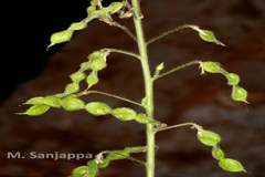 Desmodium tortuosum